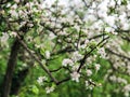 Apple blossom in spring after rain Royalty Free Stock Photo