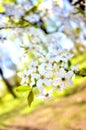Apple blossom tree in spring season Royalty Free Stock Photo