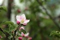 Apple Blossom in Spring