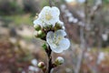 Apple blossom