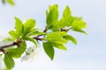 Apple blossom spring tree Royalty Free Stock Photo