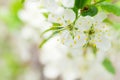 Apple blossom spring tree Royalty Free Stock Photo