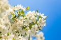 Apple blossom in spring. White flowers on a tree branch against a blue sky. Soft focus. Close up. Spring banner. Royalty Free Stock Photo