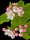 Apple blossom in springtime.