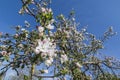 Apple blossom Royalty Free Stock Photo