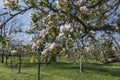 Apple blossom Royalty Free Stock Photo