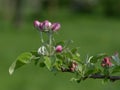 Apple blossom `James Grieve` Royalty Free Stock Photo