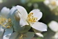 Apple blossom in the sunshine Royalty Free Stock Photo