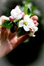 Apple blossom in sunshine day Royalty Free Stock Photo