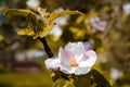 Apple blossom tree Royalty Free Stock Photo