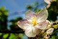 Apple blossom tree Royalty Free Stock Photo