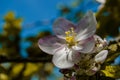 Apple blossom tree Royalty Free Stock Photo
