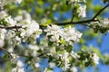 Apple blossom tree on blue sky Royalty Free Stock Photo