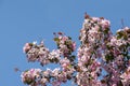 Apple blossom tree on blue sky background Royalty Free Stock Photo