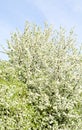 Apple blossom tree and blue sky in Royalty Free Stock Photo