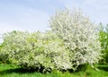 Apple blossom tree and blue sky Royalty Free Stock Photo