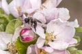 Apple blossom tree bumble honey bee flower collecting pollen closeup makro