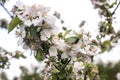 Apple blossom tree bumble honey bee flower collecting pollen closeup makro Royalty Free Stock Photo