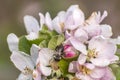 Apple blossom tree bumble honey bee flower collecting pollen closeup makro Royalty Free Stock Photo