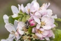 Apple blossom tree bumble honey bee flower collecting pollen closeup makro