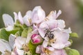 Apple blossom tree bumble honey bee flower collecting pollen closeup makro Royalty Free Stock Photo