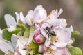 Apple blossom tree bumble honey bee flower collecting pollen closeup makro Royalty Free Stock Photo