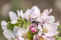 Apple blossom tree bumble honey bee flower collecting pollen closeup makro
