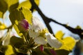 Apple blossom tree Royalty Free Stock Photo