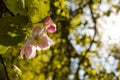 Apple blossom tree Royalty Free Stock Photo