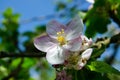 Apple blossom tree Royalty Free Stock Photo