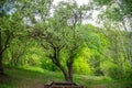 Apple blossom tree in the park Royalty Free Stock Photo