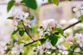 Apple blossom tree. Pink flowers. A bee pollinates a flower on a branch.Spring flowers bloomed in the sun. Royalty Free Stock Photo