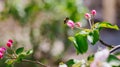 Apple blossom tree. Pink flowers. A bee pollinates a flower on a branch.Spring flowers bloomed in the sun. Royalty Free Stock Photo