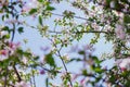 Apple blossom tree. Pink flowers. A bee pollinates a flower on a branch.Spring flowers bloomed in the sun. Royalty Free Stock Photo