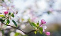 Apple blossom tree. Pink flowers. A bee pollinates a flower on a branch.Spring flowers bloomed in the sun. Royalty Free Stock Photo