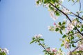 Apple blossom tree. Pink flowers. A bee pollinates a flower on a branch.Spring flowers bloomed in the sun. Royalty Free Stock Photo