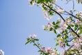 Apple blossom tree. Pink flowers. A bee pollinates a flower on a branch.Spring flowers bloomed in the sun. Royalty Free Stock Photo