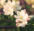 Apple blossom in tree shadow, closeup