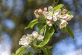 Apple Blossom