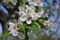 apple blossom, trees in bloom, beautiful trees, bee in bloom