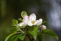 The apple blossom is a typical angiosperm flower,