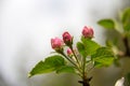 The apple blossom is a typical angiosperm flower