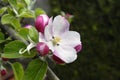 Apple blossom.