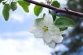 apple blossom white flowers and blue sky spring background Royalty Free Stock Photo