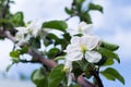 apple blossom white flowers and blue sky spring background Royalty Free Stock Photo