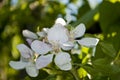 Apple blossom Royalty Free Stock Photo