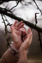 apple blossom in women hands