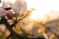 Apple blossoming against bright golden sun. Charming white petals view among green leafs. Amazing apple bloom in garden Royalty Free Stock Photo