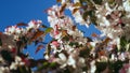 Apple blossoming against idyllic blue sky in closeup. Tree flowers blooming. Royalty Free Stock Photo