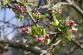 Apple blossoming tree flowering on old branches for natural gardening